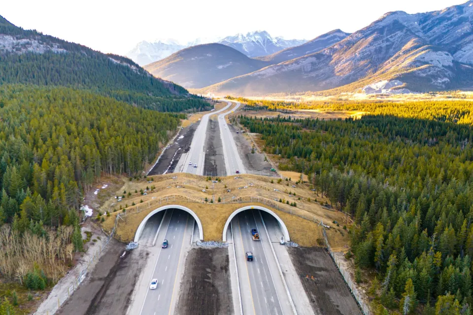 Banff wildlife overpass